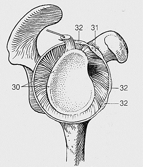 glenoidalet a tuberculum supraglenoidale a tokon belülre kerül: m.