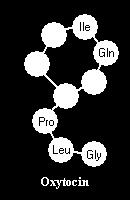 Oxytocin (OXT) -evolúciósan konzervatív neuropeptid (700 mill.
