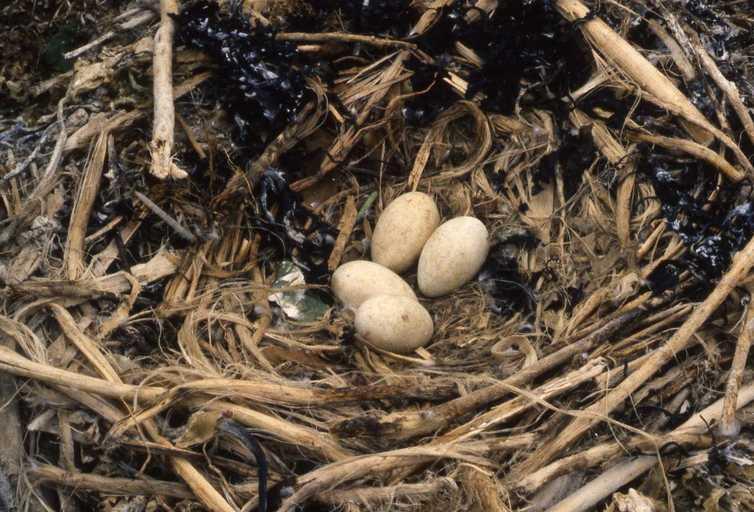Szaporodás Naponta rakja a tojásokat 2-5 tojás/fészek a tojások kezdetben mészfehérek és simák,