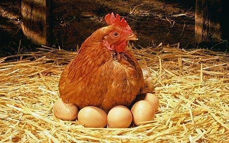 Erős a háztáji imázs A válaszadók 52%-a gondolja úgy az étkezési tojás termelésre az embertelen tartásmód