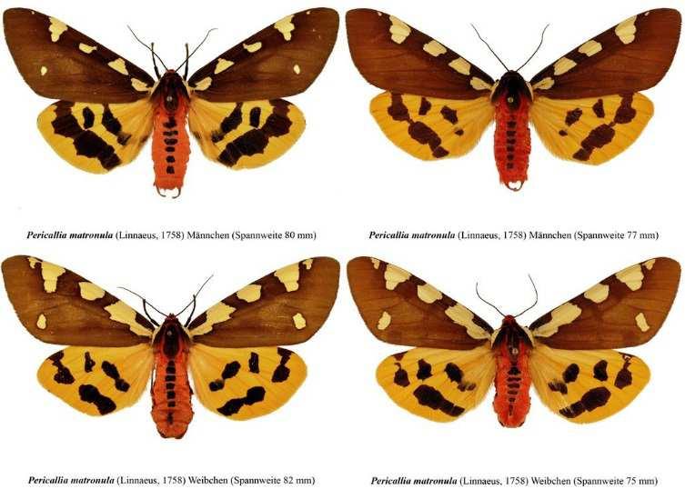 Ausztria Noctuoidea faunáját mutatja be az a honlap, melyet a bécsi Naturhistorisches Museum Wien és a Heterocera Press kísérleti jelleggel hozott létre.