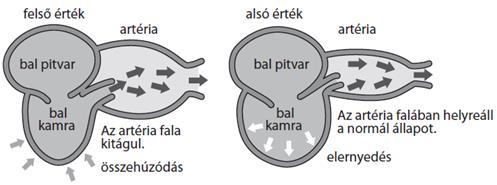 A vérnyomás állandóan változik A vérnyomás értéke függ a kortól, nemtől, és más egyéb tényezőktől.