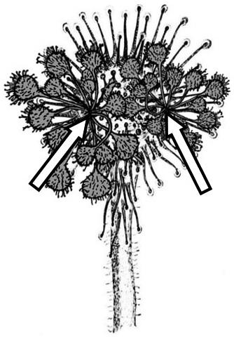Czuppon B. et al. A magméretet tekintve, a mérések összesített átlagai szerint mind az őrségi, mind a kertészeti eredetű magok hosszértékei (1,46 mm) tökéletesen megegyeznek egymással.