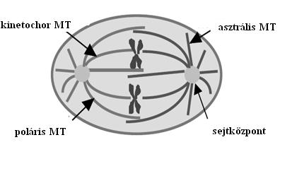 található, ehhez kötıdnek a MT-ok végei (39). Fontos megemlíteni, hogy bizonyos sejttípusokban a sejtközpont mellett a csillók bazális testjei is MT organizáló funkcióval rendelkeznek (38).