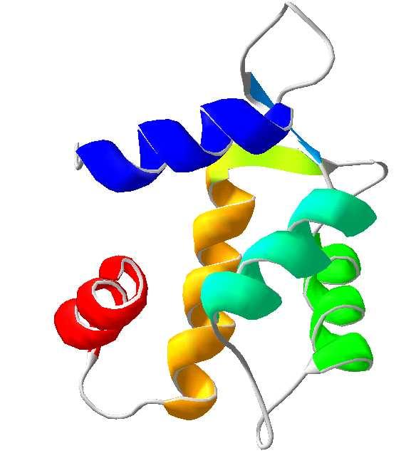 7. ábra A humán TPPP/p20 6-101 közötti szakaszának NMR-el meghatározott 3 dimenziós szerkezete (PDB kód: 2JRF) Szinezés: N-terminális kék, C-terminális piros. Az ábra a SwissPDBview 3.
