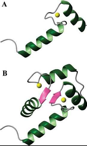 IRODALMI ÁTTEKINTÉS A kalmodulin A CaM szerkezete A CaM az EF-hand-et tartalmazó fehérjék szupercsaládjába tartozó, 148 aminosavat tartalmazó, 16 kda tömegő fehérje.