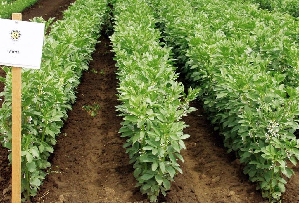 Lóbab (Mirna), mint lehetséges alternatív fehérjeforrás A prémium takarmánykeverékek hozzáadott értéket képviselő termékek, s ez a szegmens potenciális hatóerőként jelentkezik az EU
