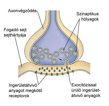 Az idegsejt axonja rendszerint elágazó végfácskában folytatódik.