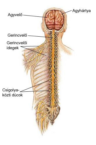 Az ember idegrendszere a gerinces állatokéhoz hasonlóan központi és környéki