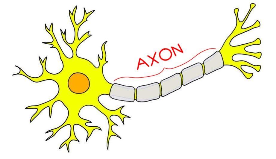 A velőshüvellyel borított axonok tömege és a sejttestek csoportosulásai a központi idegrendszeren belül színük alapján jól