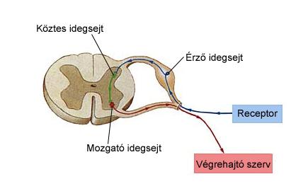 A végrehajtó idegsejt idegrostja a mellső szarvon kilépve a gerincvelői