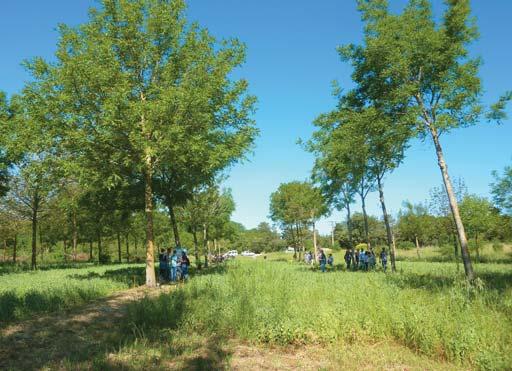 SZAKMAI FÓKUSZ AGRÁRERDÉSZET A 3. Európai Agrárerdészeti Konferencia margójára Dr.