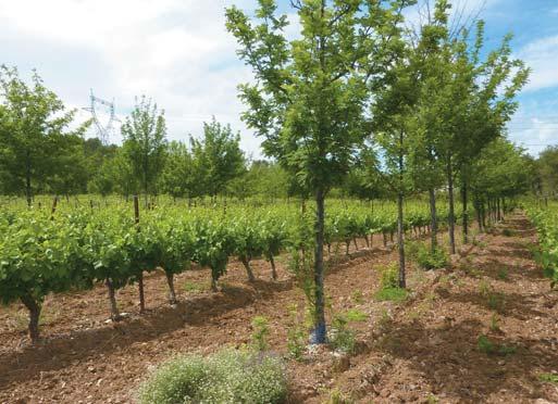 (EURAF European Agroforestry Federation) szervezésében Montpellier-ben, az INRA (a Francia Nemzeti Mezõgazdasági Kutatóintézet) épületében került sor 2016. május 23 26. között.