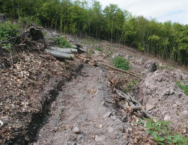 SZAKMAI MINDENNAPOK juhar fafajokkal. Így a természetes újulat kiegészítéseként közel 70 hektáron végeztünk pótlást, hét erdõmûvelõ csapat bevonásával.