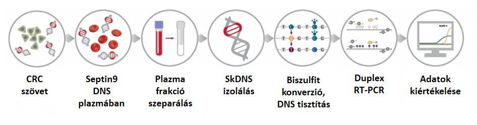 37. ábra. Az Epi procolon 2.0 teszt működési elve. A tumor szövetében bekövetkező SEPT9 metiláció kimutatható a véráramba kerülő szabad DNS frakcióból.