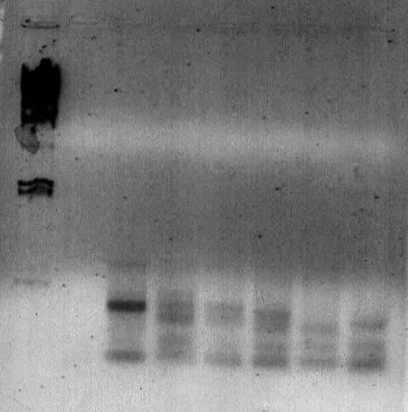 kb M 1 2 3 4 5 6 M 1 2 3 4 5 6 23,1 9,4 6,5 2,3 2,0 a b Figure 45 : a) Amplification PCR de l ADN des phages recombinants.