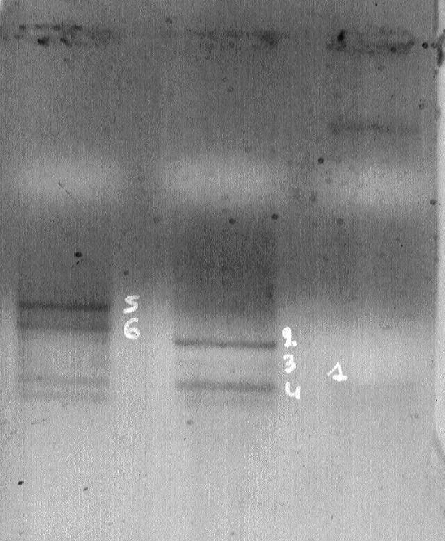 1 2 Figure 50 : Amplification PCR de l ADNc des phages recombinants de la banque «au hasard» en utilisant un des oligonucléotides Lgt10 (F) complémentaires de l ADN du phage et soit l
