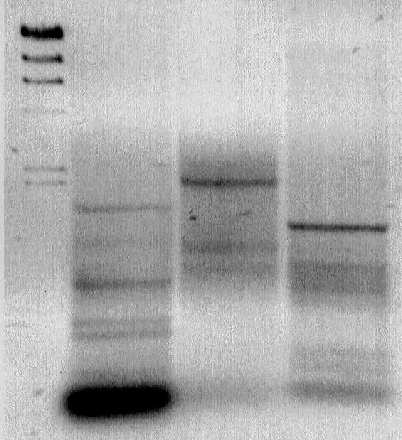 kb M 1 2 23,1 9,4 6,5 4,3 2,3 2,0 Figure 52 : Amplification PCR (Expand Long Template PCR System, Boehringer Mannheim) des ADN des phages recombinants de la banque «polya» en utilisant les amorces
