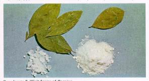 Érdekes pirrolidinszármazékok: prolin piroglutaminsav C 3 * * * atropin *