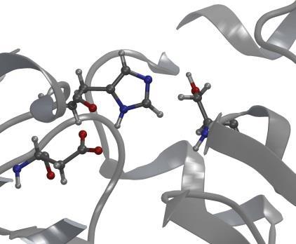 3-(4-imidazolil)-2-aminopropánsav 2-Amino-3-(4-imidazolyl)-propanic acid hisztamin: az anyarozs, egy növényi kórokozó gomba,