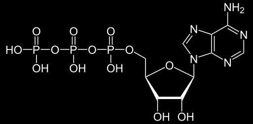 A szervezet energiatárolói ( elemei ): ATP, GTP