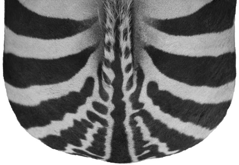 zebrák testfelületi hõmérséklete alacsonyabb volna, mint más patásoké (zsiráf, impala, bivaly).