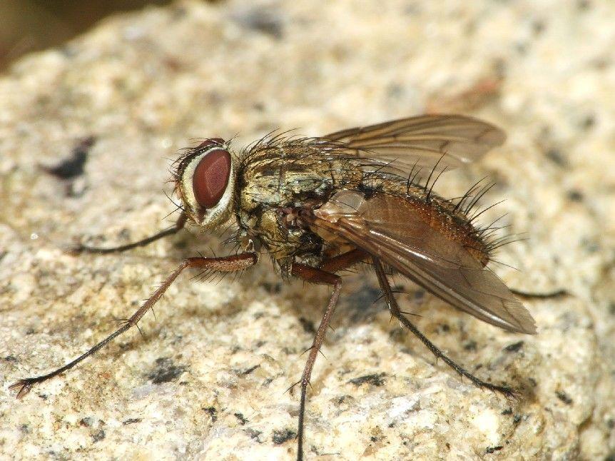 Parazitoidok A fürkészlégyfajok jelentős többsége a kártevő rovarok élősködője Fotó: Rui Andrade/Wikimedia Commons A fürkészlégyfajok jelentős többsége a kártevő rovarok élősködője, így kifejezetten