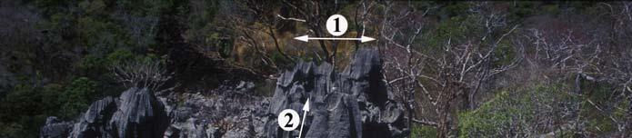 2. kép: Az ankaranai Kis-tsingy (öreg tsingy) Jelmagyarázat: 1. összetett torony, 2. sapka, 3. pusztuló torony, 4. utca Picture 2: The Ankarana Little tsingy (old tsingy) Legend: 1.
