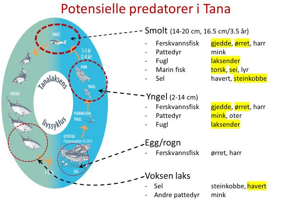 Govus 2: Dá leat vejolaš predáhtorat deanuluosa iešguđet eallindásiin. Predáhtorat mat navdojit garrasamosit váikkuhit deanuluosa buvttadeami leat merkejuvvon fiskadin. Gáldu: Martin Svenning.