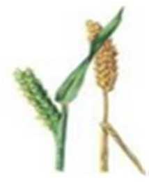 24 Fű Búza Árpa Retek Grass Blé Wheat Barley Radish Herbe Blé Orge Radis Lolium perenne Triticum Hordeum Raphanus