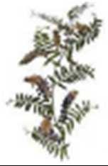 25 Bükköny Hajdina Vetch Buckwheat Vesce Blé Noir Vicia Fagopyrum Mennyiség kg/min kg/min Mennyiség kg/min kg/min Vetőtengely f-fb ff