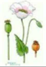27 Facélia Repce Mák Borsó Facélia Rape Poppy Pea Phacélie Colza Pavot Pois Phacelia tanacetifolia Brassica Napus Papaver Pisum sativum Mennyiség kg/min
