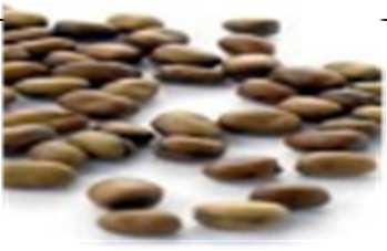 28 Lóbab Fieldbean Féveroles Macrotyloma uniflorum Chia WHITE Mennyiség kg/min Mennyiség kg/min kg/min Vetőtengely Flex20 Vetőtengely f-fb ef-eb-fb 2 0,35 2 0,04 0,02 5 0,50 5 0,09 0,04 10 0,75 10