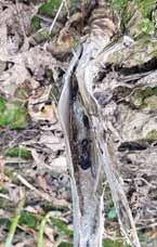 A termőtestek nyélen Repcebecőrontó ülnek, melynek hossza elérheti a 3 cm-t is, így ebből a szempontból a talajfelszín alatt maximum 2-3 cm mélyen található szkleróciumok jelentősek.
