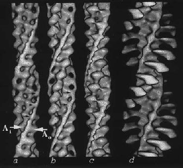Szabályozó elemek - TROPOMIOZIN TROPOMIOZIN alfa helikáliscoiled-coildimer aktin filamentum-kötőfehérje (N-C terminális kapcsolat tropomiozin