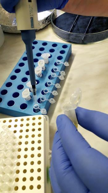 Klinikánkon: nyúl oesophagus, normál bőr, salt split bőr metszeten végezzük ezt a vizsgálatot, pozitív DIF vizsgálat után, a beteg szérumával. 1.