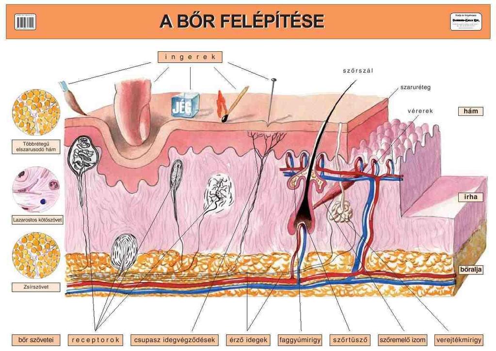 Fekete-fehér, igen-nem Autoimmun betegség fogalma Hám-epidermis Irha-dermis Bőralja-subcutis Immunpathológiai kórképek csoportjába tartozó betegségekben,