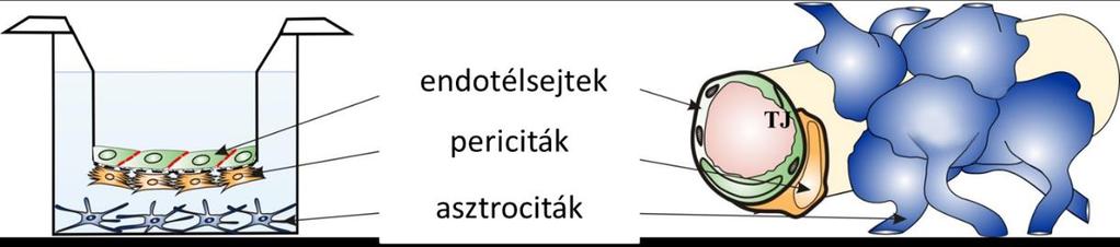 3. ANYAGOK ÉS MÓDSZEREK 3.1. Állatok Az állatokon végzett vizsgálatok a magyarországi (1998. XXVIII.
