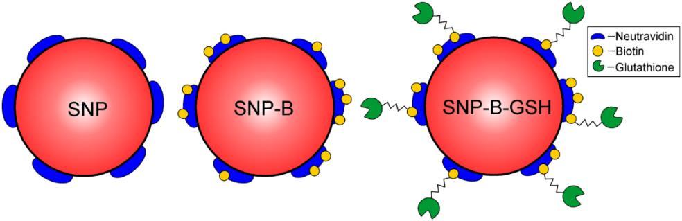 4.2. Eredmények szilárd nanopartikulumokkal 4.2.1. Szilárd nanopartikulumok jellemzése A fluoreszcens SNP-ket biotin és glutation célzó ligandokkal jelöltük (5.