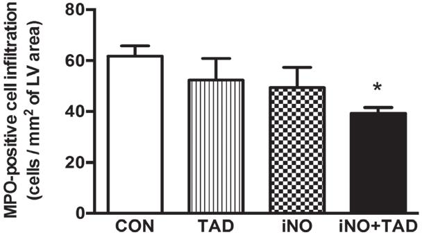 Dr. Szelid Zsolt László PhD 7. ábra Myeloperoxidáz pozitív (MPO) sejt-infiltráció 3 nappal az I/R után (16.