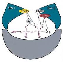 A fehérjeszerkezeti vizsgálatok azt mutatják, hogy a kis G-fehérjék GTP kötő doménje két flexibilis régiót alkot, amelyek egy nukleotidkötő zsebet képeznek a GTP és a hozzá kapcsolódó magnéziumion