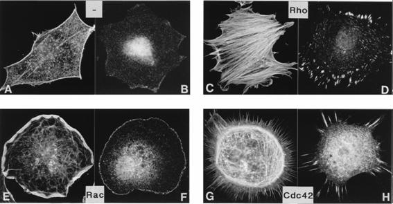 extracelluláris mátrixhoz. A Rac és a Cdc42 fehérjék másfajta citoszkeleton változást eredményeznek.