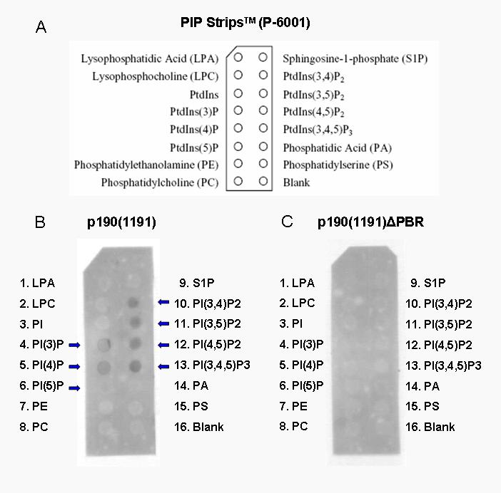 A lipidblot vizsgálat során a p190(1191) fragmens egyformán kötődött az összes PIP fajtánál, amely kevéssé specifikus kötődésre utal.