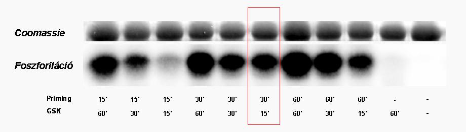 GSK-3β-val történő foszforiláció időfüggésének vizsgálata alapján meghatároztam az optimális kísérleti körülményeket, amelyeket a GTPáz aktivitás mérése során alkalmaztam (35. ábra). (ld.