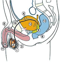Ondózsinór Az ondózsinór (funiculus spermaticus) kisujjnyi vastagságú páros köteg melyben a here és
