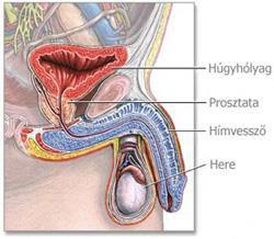 Dülmirigy A dülmirigy (prostata) gesztenye alakú és nagyságú, páratlan szerv A húgyhólyag alatt helyezkedik el, a húgycső felső részét veszi körül (ezért megnagyobbodása a vizeletelvezetést