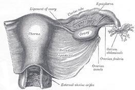 Női nemi szervek A női belső nemi szervek a kismedencében foglalnak helyet a végbél és a húgyhólyag