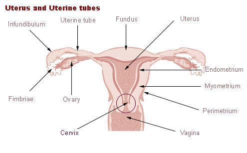 Méh fala három rétegű: endometrium (méhbelhártya vagy nyálkahártya): a serdülőkortól kezdve előkészül a pete befogadására a menstruációs ciklus alkalmával nyálkahártya megvastagszik beágyazódás a