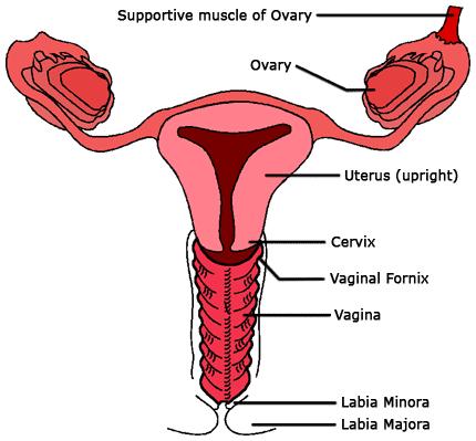 A hüvely vagina kb.