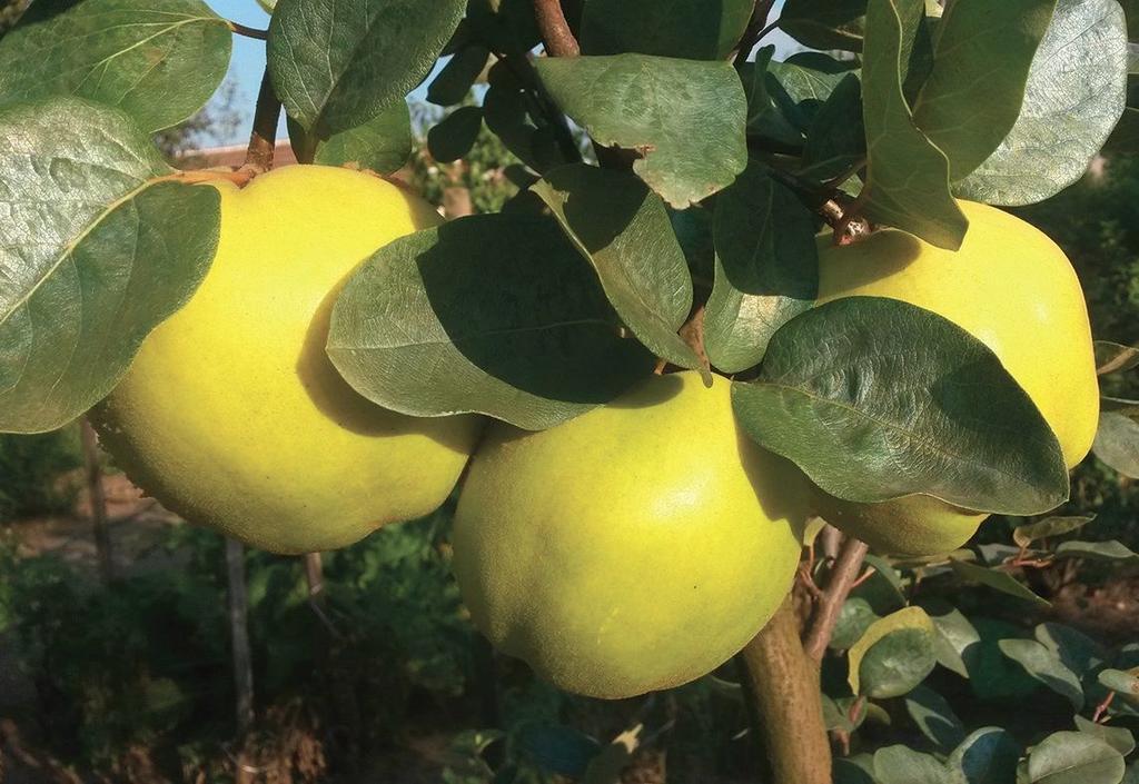 A birs gyógyhatásának egyik alapja a benne lévő sok csersav. Egészségesebb gyümölcs, mint az alma, több vitamin és ásványi anyag van benne.